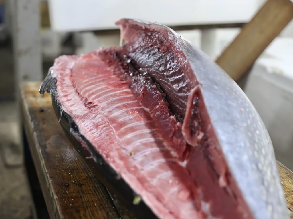 マグロ解体