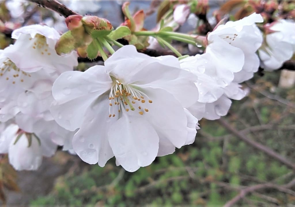 長勝院旗桜